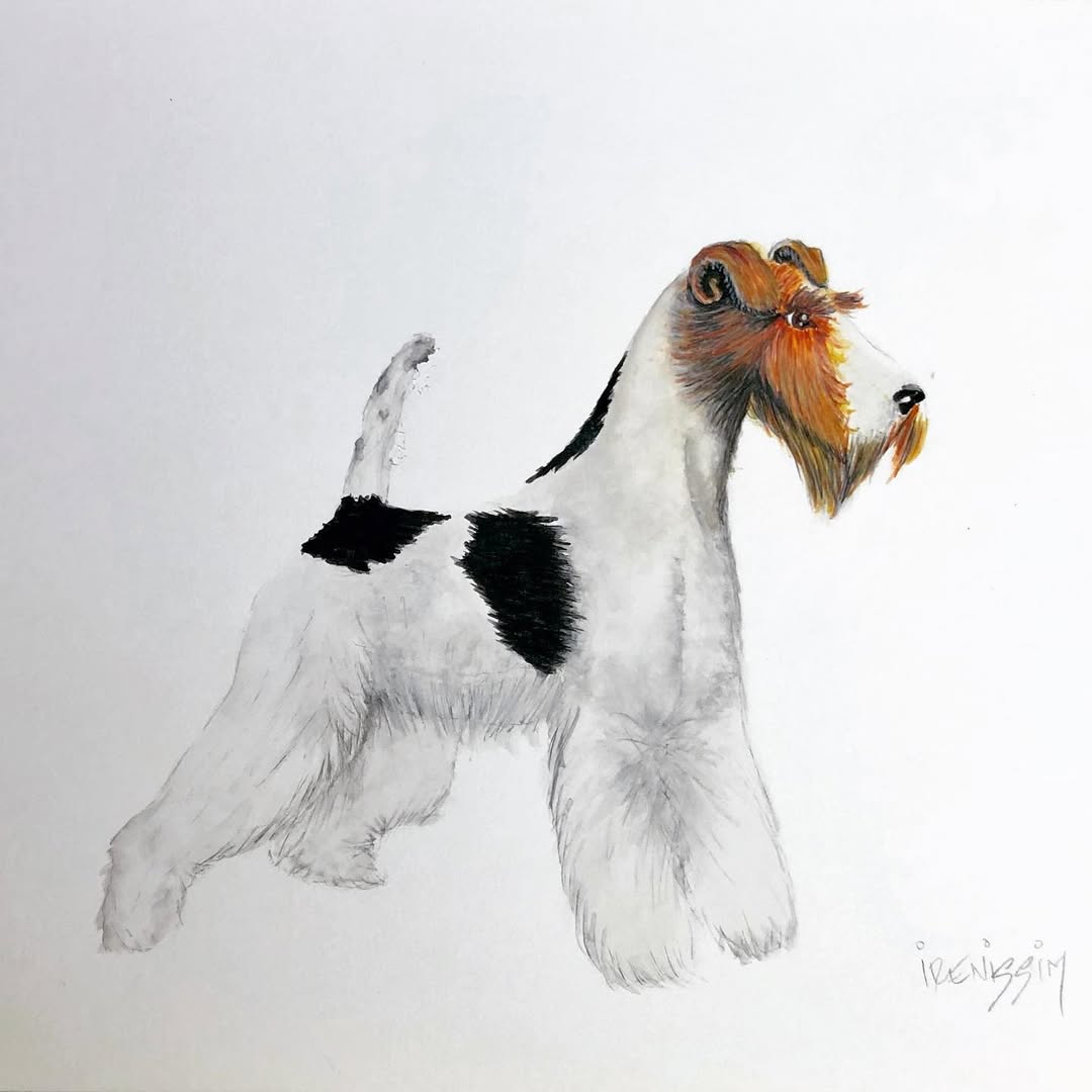 Foxterrier Perfil Derecho
