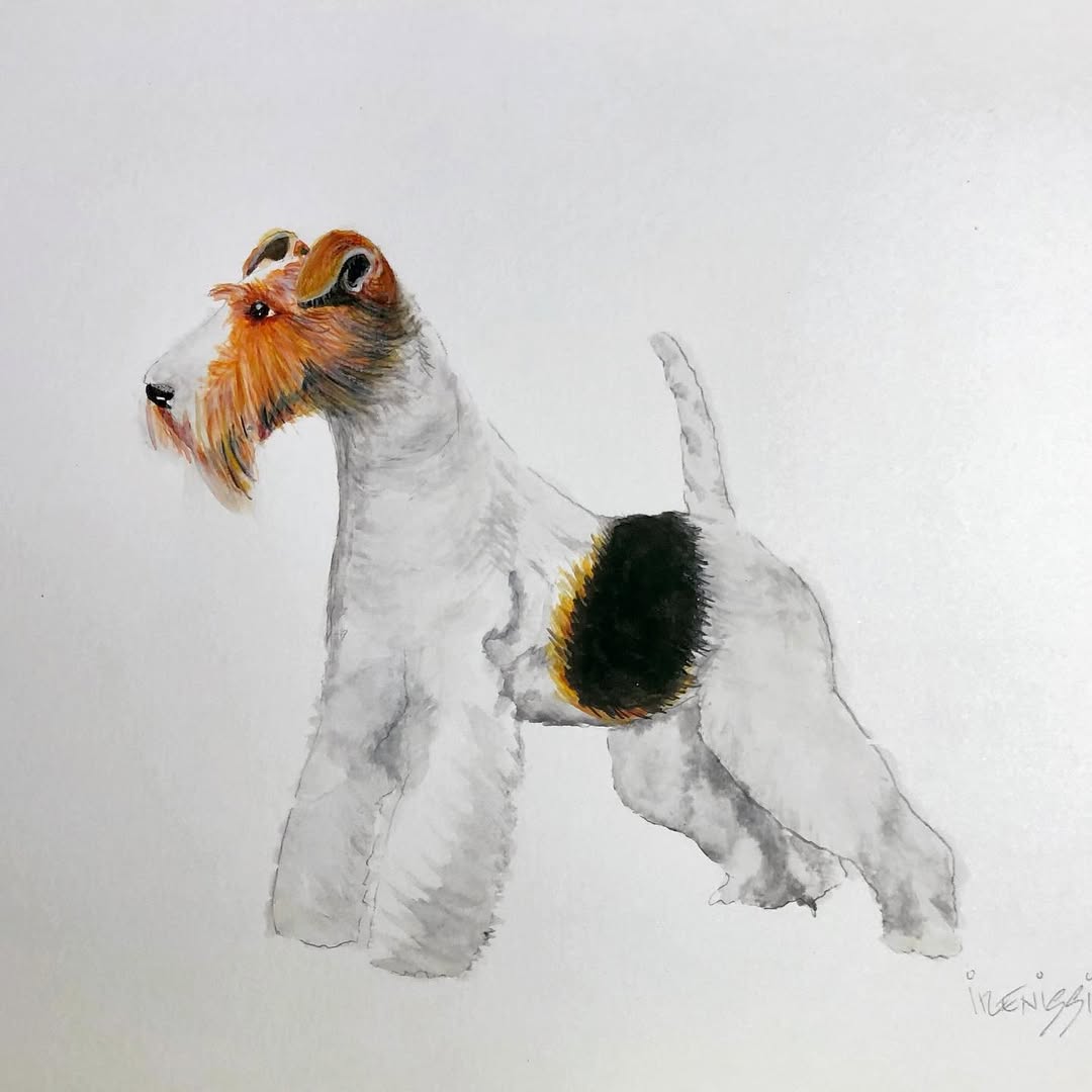 Foxterrier Perfil Izquierdo